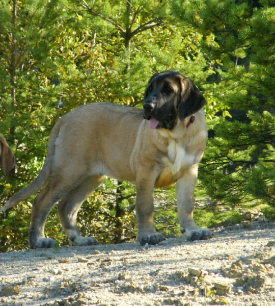 Kimba z Kraje Sokolu - 4 months
Feimi z Kraje Sokolu x Amigo Zeus Bis Mastibe
