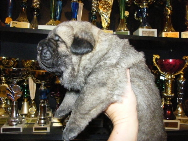 Male 14 days old from Z Kraje Sokolu.
From Chanel and Rodo de Valdejera.
