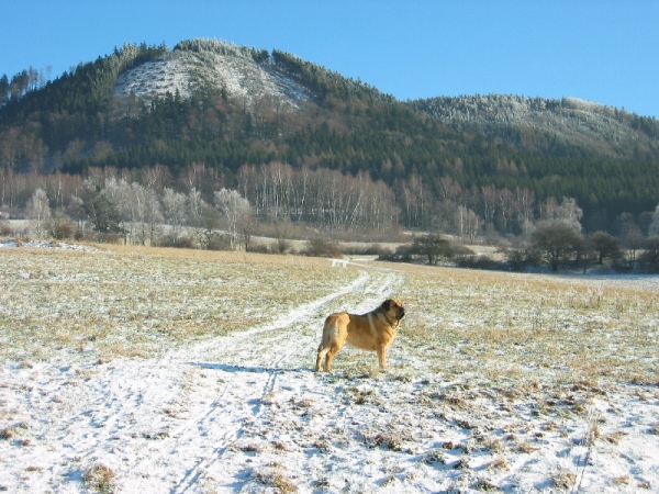 Churchill and the Czech lands
Churchill z Kraje Sokolu
Feimi z Kraje Sokolu x Amigo Zeus Bis Mastibe
