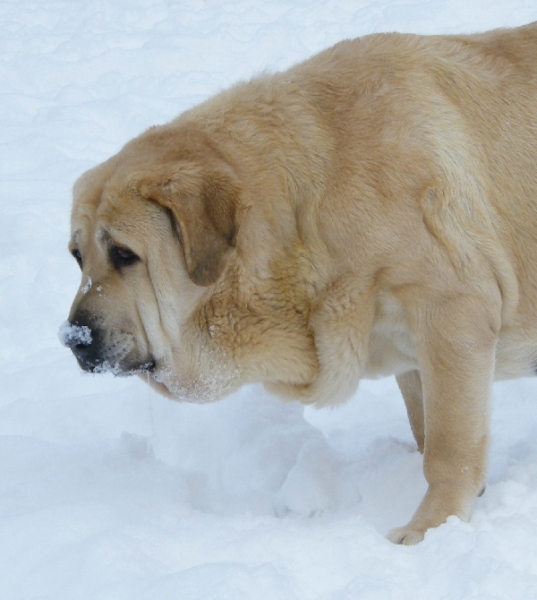 Clea Z Kraje Sokolu - 8 years
Charly de Valdejera x Aylen Z Kraje Sokolu
Keywords: veteran veterano snow nieve sokol