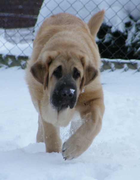 Happy Del Dharmapuri
5 months old
Keywords: snow nieve