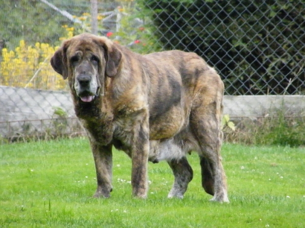 Ch.Aylen z Kraje Sokolu - 10 years - ( *1.7.1999 )
ICh.Diana FI - IT x Ch.Ivoire Oursons Du Gabizos 
