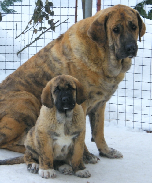 Chanel with daughter Lili
Chanel : Ich.Arak z Kraje Sokolu x Ich.Amiga Zazi Bis Mastibe
Lili : Basil Mastifland x Chanel Zaark Mastibe 
