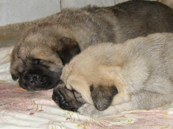 Puppies from Z Kraje Sokolu
Chanel Zaark Mastibe x Rodo de Valdejera
