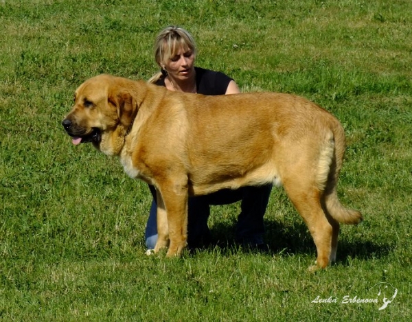 Kayla z Kraje Sokolu - 13months
Exc.1, CAJC, Club Junior Winner 2011
