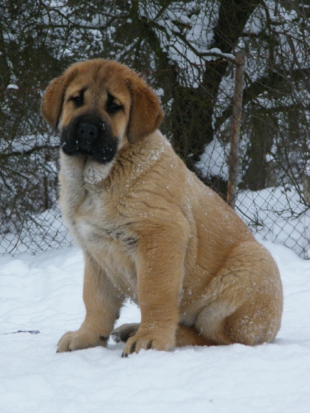 Lotta z Kraje Sokolu - 10 weeks
Basil Mastifland x Chanel Zaark Mastibe
