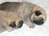 Filename=-female1,2.jpg
Filesize=333KiB
Dimensions=800x600
Date added=%503 %23, %2009 -female1,2.jpg