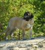 Filename=-kimba,b.jpg
Filesize=397KiB
Dimensions=600x666
Date added=%365 %24, %2010 -kimba,b.jpg