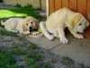 Filename=a-Gia+Giron.jpg
Filesize=138KiB
Dimensions=450x338
Date added=%370 %07, %2006 a-Gia+Giron.jpg
