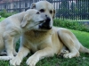 Filename=a-Sultan,Gia_1.jpg
Filesize=139KiB
Dimensions=450x337
Date added=%647 %06, %2006 a-Sultan,Gia_1.jpg