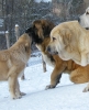 Filename=a-aro,happy,clea.jpg
Filesize=285KiB
Dimensions=600x732
Date added=%638 %14, %2010 a-aro,happy,clea.jpg