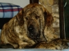 Filename=a-cinga.jpg
Filesize=216KiB
Dimensions=600x449
Date added=%289 %07, %2006 a-cinga.jpg