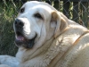 Filename=a-gia.jpg
Filesize=44KiB
Dimensions=600x450
Date added=%889 %30, %2008 a-gia.jpg