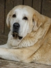 Filename=a-gia1.jpg
Filesize=282KiB
Dimensions=600x800
Date added=%379 %26, %2009 a-gia1.jpg