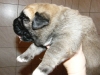 Filename=a-kluk1.jpg
Filesize=166KiB
Dimensions=600x450
Date added=%378 %26, %2009 a-kluk1.jpg