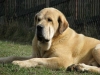 Filename=a-sultan2.jpg
Filesize=33KiB
Dimensions=600x450
Date added=%882 %30, %2008 a-sultan2.jpg
