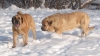 Filename=a_feimi+neron.jpg
Filesize=97KiB
Dimensions=858x482
Date added=%375 %26, %2009 a_feimi+neron.jpg