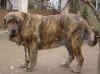 Filename=cinga3r.jpg
Filesize=116KiB
Dimensions=450x337
Date added=%357 %07, %2006 cinga3r.jpg