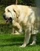 Filename=clea_7,5years,0.jpg
Filesize=335KiB
Dimensions=600x742
Date added=%392 %01, %2009 clea_7,5years,0.jpg
