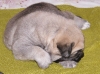 Filename=female1,b.jpg
Filesize=232KiB
Dimensions=600x449
Date added=%542 %28, %2009 female1,b.jpg