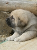 Filename=female1.jpg
Filesize=353KiB
Dimensions=600x799
Date added=%462 %06, %2009 female1.jpg