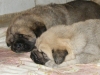 Filename=female2+male,b.jpg
Filesize=340KiB
Dimensions=800x601
Date added=%549 %28, %2009 female2+male,b.jpg