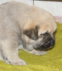 Filename=female2,a.jpg
Filesize=301KiB
Dimensions=600x677
Date added=%550 %28, %2009 female2,a.jpg