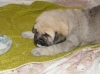 Filename=female2,b.jpg
Filesize=371KiB
Dimensions=800x599
Date added=%544 %28, %2009 female2,b.jpg