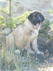 Filename=kimba,g.jpg
Filesize=410KiB
Dimensions=600x800
Date added=%366 %24, %2010 kimba,g.jpg