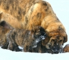 Filename=liana_a_chany.jpg
Filesize=237KiB
Dimensions=600x526
Date added=%676 %20, %2010 liana_a_chany.jpg
