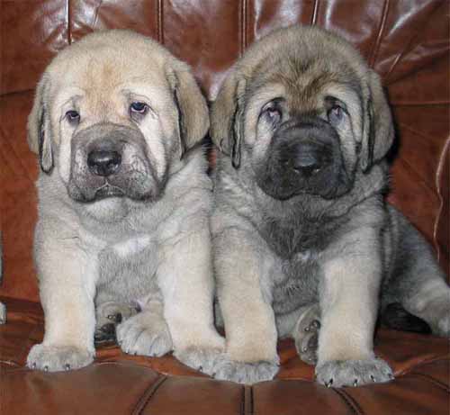 LOPE & LERTI Fre-Su - 5 weeks
LOPE & LERTI Fre-Su - 5 weeks  
Puppies from my kennel Fre-Su.
(ICh. ChPl-Rus Basil Mastifland x Ch PL-Rus ASTRA Dobra Rasa)
Born: 04.01.2004
 

Keywords: puppypoland puppy cachorro fresu