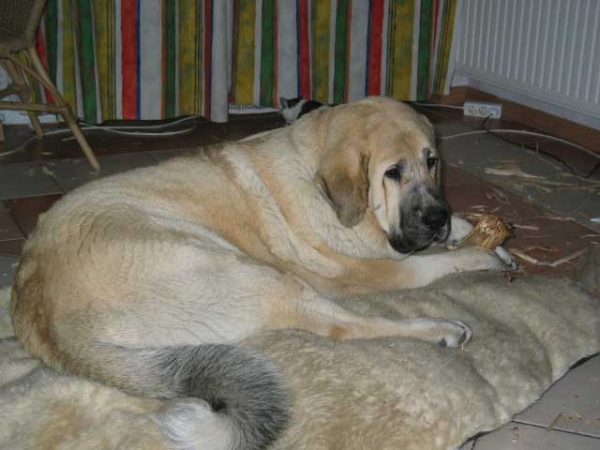 SANSON del Dharmapuri
(Ch Rubi de Montes del Pardo x Fani de Fuentemimbre)  

Keywords: puppyitaly puppy cachorro fresu