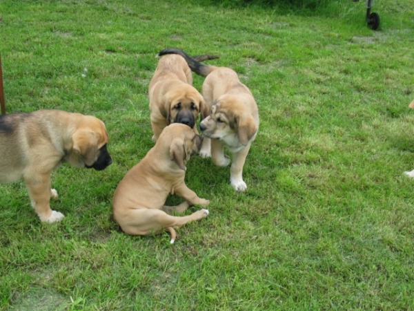 cachorros de mastin espanol con una fila brasileiro :)
