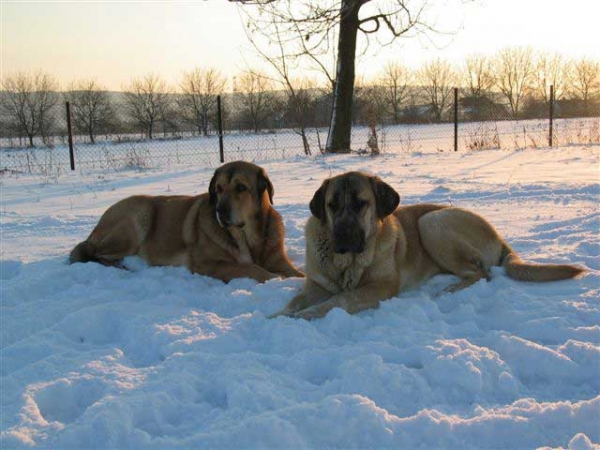 RICA Fre-Su and ASTRA Dobra Rasa - mother and doughter
Keywords: snow nieve fresu