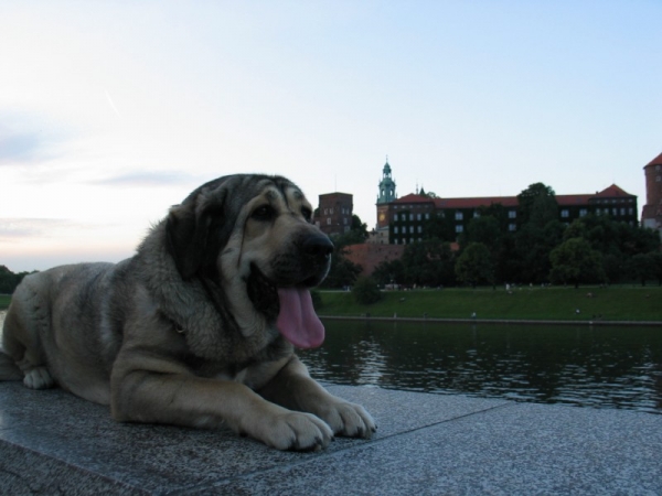 Espi by the Wawel Castle - Cracow, Poland
ESPERANZA Fre-Su
( SANSON del Dharmapuri x LORI Fre-Su)
Keywords: esperanza espi fre-su