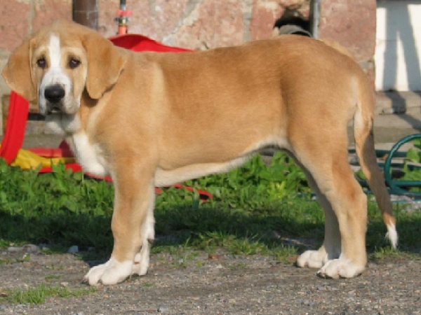 Romeo Fre-Su 3 months
(ICh, Ch ENAMORADO ERNESTO Mastibe x Ch ASTRA Dobra Rasa)
Born: 10.03.2006
Keywords: puppypoland puppy cachorro fresu