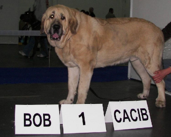 SANSON del Dharmapuri
Sanson del Dharmapuri
CACIB Kielce (Pl) - CAC CACIB BOB
Keywords: fresu