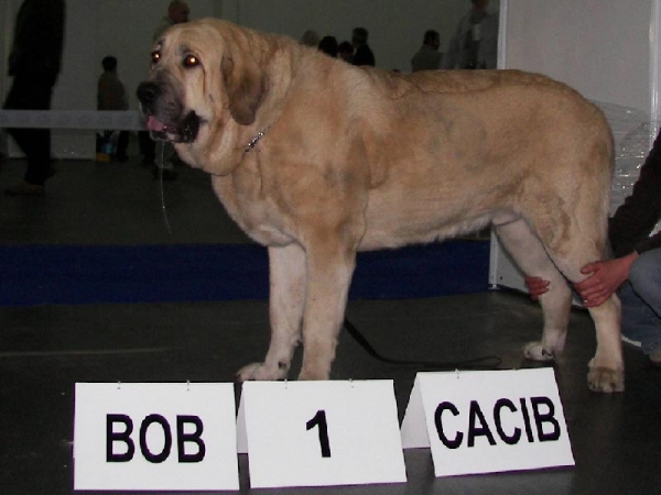 SANSON del Dharmapuri
CACIB Kielce (Pl) - CAC CACIB BOB
Keywords: fresu