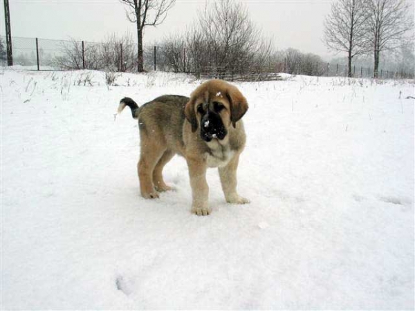Sanson del Dharmapuri
Keywords: pupptitaly puppy cachorro snow nieve fresu