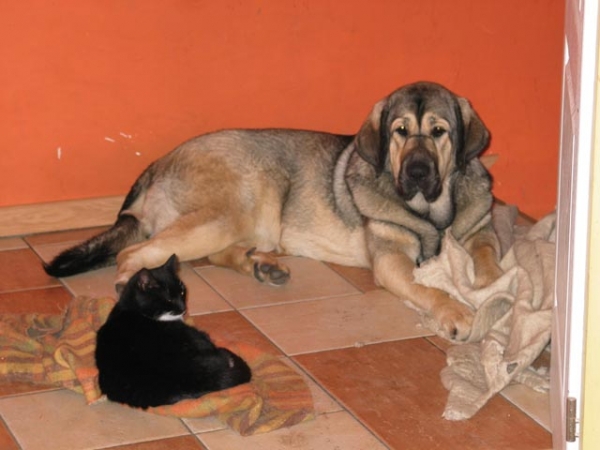 ESPERANZA Fre-Su 9months & Mini
( ICh SANSON del Dharmapuri x Ch LORI Fre-Su)
Keywords: pet esperanza fre-su