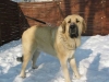 Filename=27_01_2006_035_Samson.jpg
Filesize=32KiB
Dimensions=640x480
Date added=%880 %10, %2006 27_01_2006_035_Samson.jpg