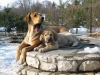 Filename=Astra_%26_Lester_Fre-Su.jpg
Filesize=80KiB
Dimensions=800x600
Date added=%717 %10, %2006 Astra_%26_Lester_Fre-Su.jpg