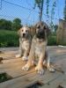 Filename=R_R-1.jpg
Filesize=80KiB
Dimensions=600x800
Date added=%804 %10, %2006 R_R-1.jpg