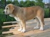 Filename=Romeo.jpg
Filesize=72KiB
Dimensions=800x600
Date added=%803 %10, %2006 Romeo.jpg