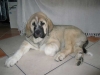 Filename=Samson-24_02-003.jpg
Filesize=23KiB
Dimensions=640x480
Date added=%778 %10, %2006 Samson-24_02-003.jpg