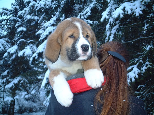 Diabolo del grande Creta Lago
Breeder: Kerstin Zarske
Keywords: puppygermany puppy cachorro