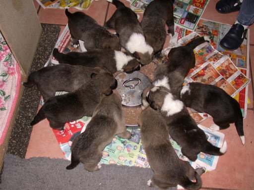 D-litter
Breeder: Kerstin Zarske
Keywords: zarske