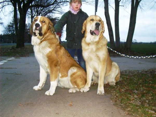 Domo and Duke del grande Creta Lago
Breeder: Kerstin Zarske
