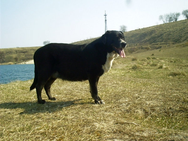 My first spanish mastiff Broyca von Haus vom Steraldted
