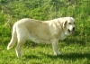 Filename=Betty__001.jpg
Filesize=111KiB
Dimensions=700x500
Date added=%947 %10, %2006 Betty__001.jpg